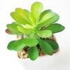 Suculenta Artificial Cabeça de Flor de Suculenta Artificial Bonsai Artificial Acessórios DIY Fabricante Conjunto de Cabeças de Flor de Suculenta Cor Personalizada
