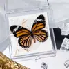Foto de Espécime de Borboleta Real Porta-Retrato Caixa Transparente Ornamentos Estéreo Presente Ensino de Jardim de Infância Criativo Artesanal Adereços para Fotos