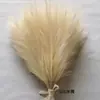 Hierba de pampa artificial corta de seis puntas transfronteriza flor de simulación en stock decoración del hogar pluma de simulación accesorios de boda al por mayor
