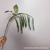 Plantas Verdes, Hierba de Espárrago, Pino Dorado de Mil Capas, Hojas Verdes para Decoración de Techo, Flores Artificiales al por Mayor, Enredaderas de Plantas Verdes Artificiales