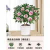 Um pedaço de planta em vaso Daphne odora com bordas douradas, com fragrância forte e botões, flores de interior, pilha velha, adequada para manutenção de outono e inverno
