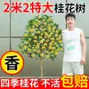 Árbol de Osmanthus Árbol Grande Osmanthus Joven Todo el Año Osmanthus Dorado Todo el Año Osmanthus en Maceta Árbol para Paisaje de Patio Planta Árbol Árbol para Paisaje