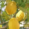 Limón Amarillo Fragante Auténtico de Guangdong, Fruta Fresca de Temporada para Preparar Bebidas, Limones Seleccionados de Piel Delgada, No Limones Amarillos de Sichuan