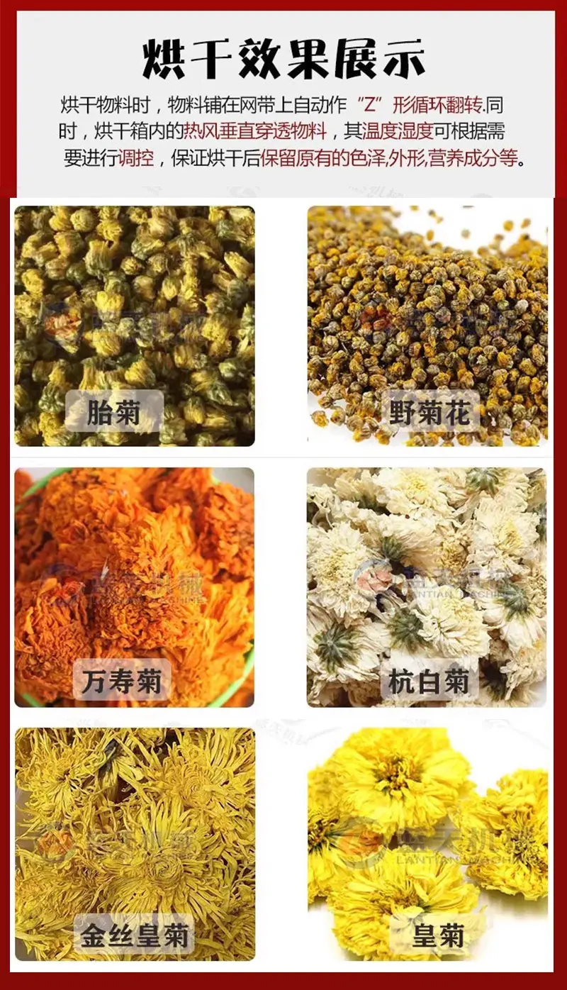 菊花.png