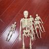 Estoque Pronta Entrega E-commerce Transfronteiriço Decoração de Halloween Adereços Suprimentos para Pegadinhas 17cm Esqueleto Conjunto de Esqueleto Humano