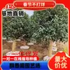 Un retoño de osmanto, plantas verdes en maceta, árboles de jardín, flores de exterior, osmanto de cuatro estaciones, osmanto dorado, pilas antiguas