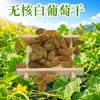 500g Passas Brancas Sem Semente Turpan Catier de Luxo Leve, dropshipping disponível, para compartilhar em família, multipack, fruta seca casual