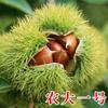 Dropshipping de Plántulas Auténticas de Castaño Injertadas al Norte y al Sur para Plantar Qianxi Dahongpao, Que Produjeron Castañas Extra Grandes en el Mismo Año