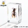Artesanías de especímenes, insectos reales, escarabajo ciervo, escorpión, escarabajo, araña, regalos de enseñanza de ciencias biológicas, adornos de resina
