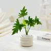 Maceta Círculo de Palma Blanca para Interiores Pequeña en Maceta Oficina Escritorio Plantas Verdes para Alimentar Durante Todo el Año Sala de Estar Suculenta Flor Bonsái