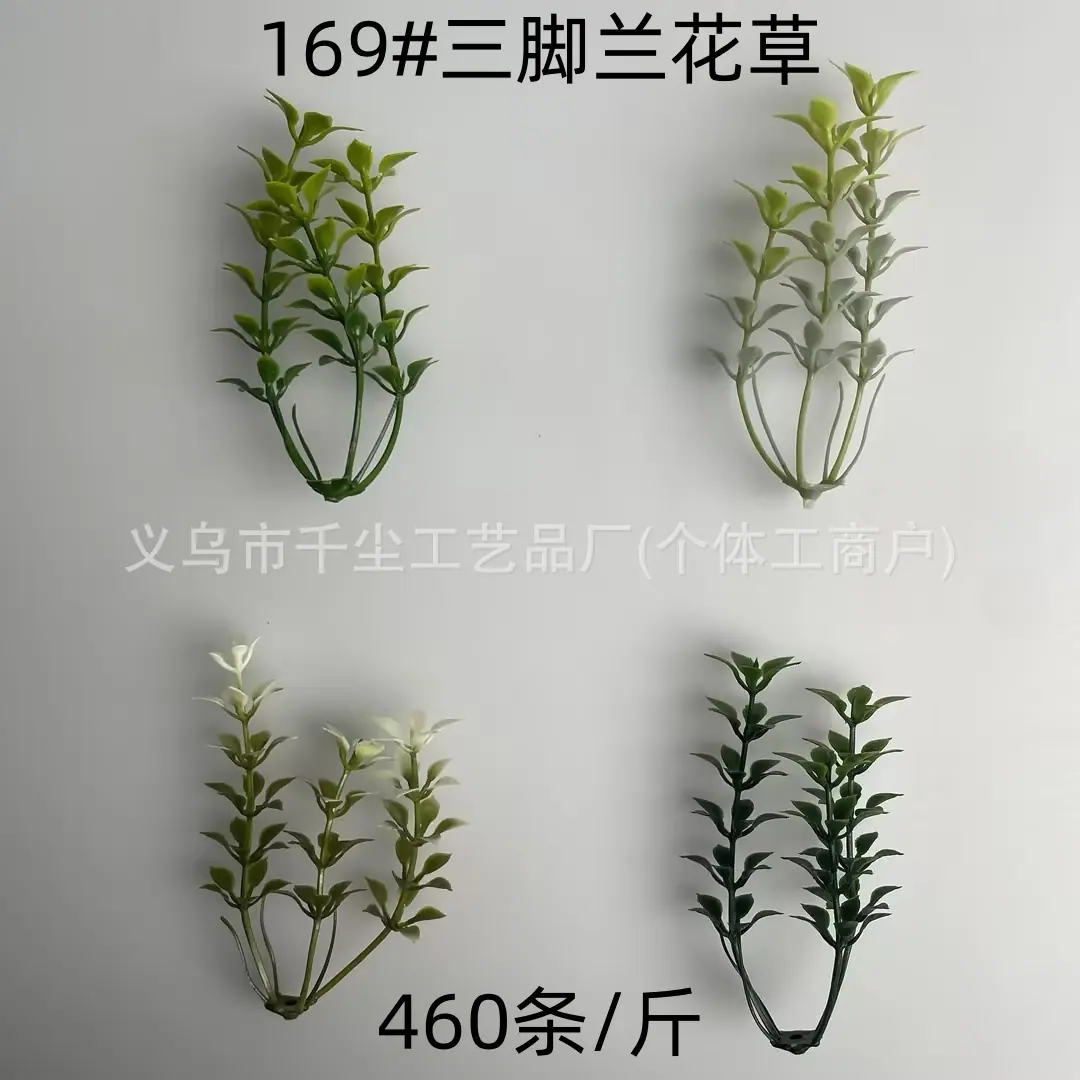 169#三脚兰花草.jpg