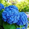 Plántulas de hortensia de verano sin fin en maceta, flores de floración de cuatro estaciones, plantas verdes, resistentes al frío, para interior, balcón, patio, flores de pila vieja