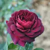 Hacker Queen Jugo Rosa Maceta Balcón Patio Villa Flor Planta Cuatro Estaciones Dropshipping