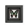 Mariposa Verde - Especímenes de Mariposas, Mariposas Reales, Diversas Especies de Mariposas de Alas Extendidas, Mariposas Originales para Enseñanza, Regalo para Amigos, Regalo de Cumpleaños con un Toque de Lujo