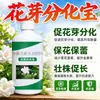 Brote Floral Diferenciación Tesoro Nutriente Melón Fruta Árbol Frutal Promover Diferenciación de Brotes Florales Proteger Flores Proteger Fruta Aumentar Producción Aumentar Ingresos Fertilizante Foliar