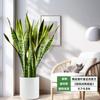 Orquídea Tigre com Borda Dourada Planta Verde em Vaso Suculenta Grande para Interior Fácil de Cuidar Todas as Estações Sala de Estar Absorvedora de Formaldeído Planta Grande em Vaso