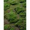 Grama Artificial com Flocagem Pedra Gramado Musgo Pedra Bonsai Planta Musgo