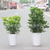 Plantas en Maceta que Atraen Dinero para Aperturas de Negocios, Bonsái de Interior, Plantas de Follaje para Oficina, Plantas Verdes, Árboles de la Fortuna, Plantas de Prosperidad