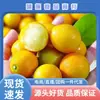 Kumquats Crocantes de Guangxi Deveriam Estar na Temporada Frutas Kumquats Peça Inteira Frete Grátis Frutas Frescas Kumquats de Casca Crocante Uma Peça Dropshipping