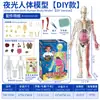 Modelo de Cuerpo Humano Juguetes Educativos Stem para Niños Modelo de Anatomía Humana Desmontable Reconocimiento de Órganos Fabricante Mayorista