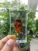Âmbar com Inseto Real Espécime Ensino Infantil Brinquedo Infantil Animal Borboleta Pequeno Ornamento Escorpião Aranha Besouro