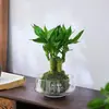 Gardenia Hidropónica Bola de Musgo en Maceta Rosa Miniatura Plantas de Oficina Bambú de la Suerte Árbol del Dinero de Escritorio Interior