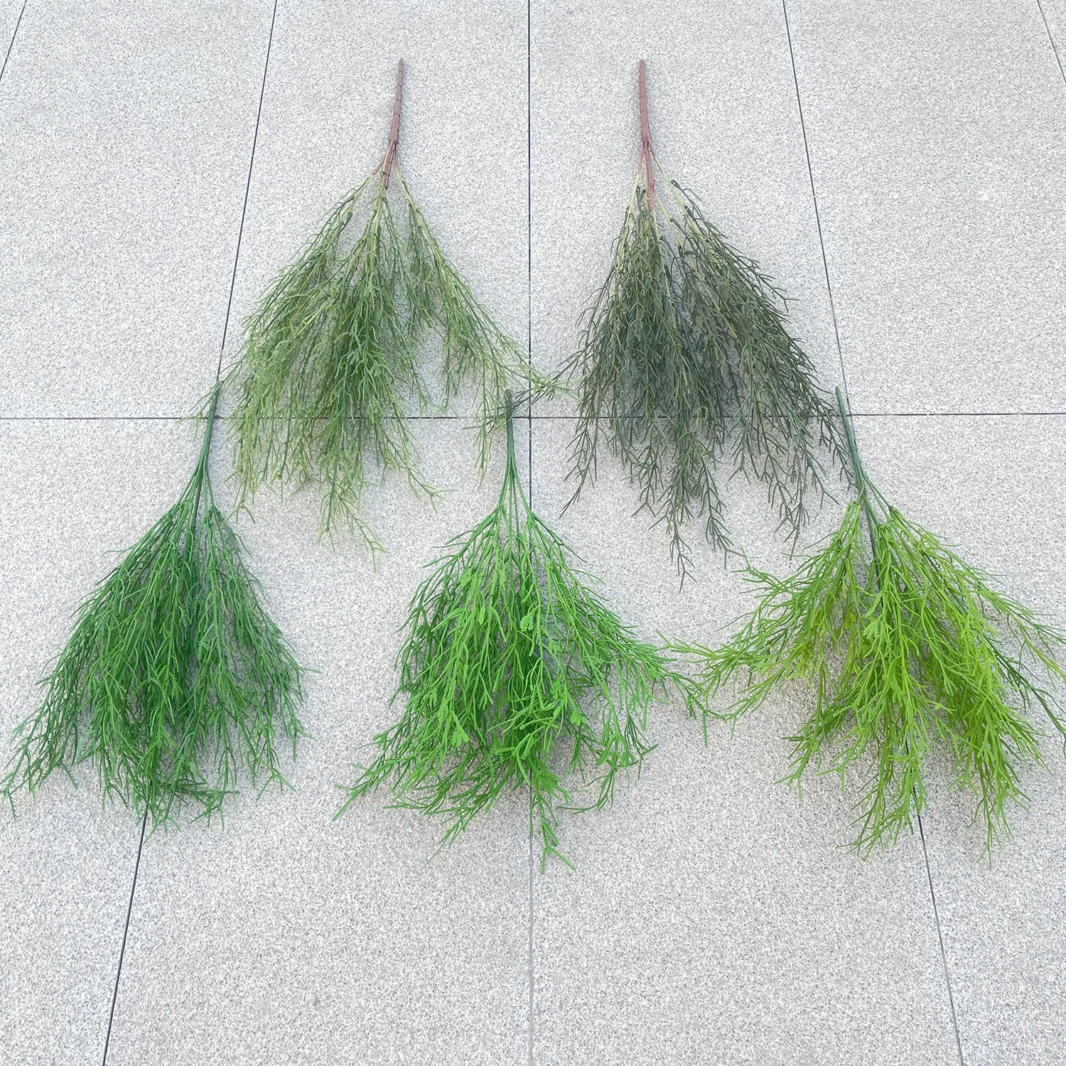 5叉把束芦荀草(高约64cm) 和 7叉把束芦荀草(高约45