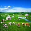 Fondo de Pantalla Cielo Azul y Nubes Blancas Naturaleza Mongola Pastizal Ganado y Ovejas Fondo de Pared Mural de Restaurante Étnico de Xinjiang