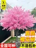 Plántulas de Árbol de Cerezo Sakura al por Mayor Árboles Grandes para Patio Cerezo Tardío Japonés Plantación en Patio Norte y Sur Flores Plantas en Maceta Verde para Ingeniería