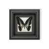 Mariposa Verde - Especímenes de Mariposas, Mariposas Reales, Diversas Especies de Mariposas de Alas Extendidas, Mariposas Originales para Enseñanza, Regalo para Amigos, Regalo de Cumpleaños con un Toque de Lujo