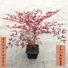 Envío Directo Bambú Nandina Maceta Hoja Roja Tianzhu Flor Grande Plántula Hidropónico Llama Montón Viejo Bonsái Planta Frutal Fruta