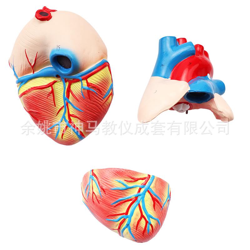 心脏解剖模型3X 三部件 2