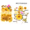 Bolsa de Flores Secas para Manualidades con Flores en Relieve, Marcapáginas de Flores en Relieve, Bolsa de Flores en Relieve, Material para Pintura en Relieve, Pegamento para Flores Reales, Hojas Secas
