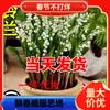 Dropshipping de Mudas de Lírio-do-Vale com Botões e Raízes Plantas em Vasos Bulbos Importados Resistentes ao Frio Florais e Plantas Verdes para Interior e Exterior 4