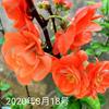 Las Diez Flores Famosas de China Flor de Begonia Maceta Pila Vieja Planta Resistente al Frío Flor Perezosa Fácil de Cultivar Próspera Casa Todo el Año Begonia