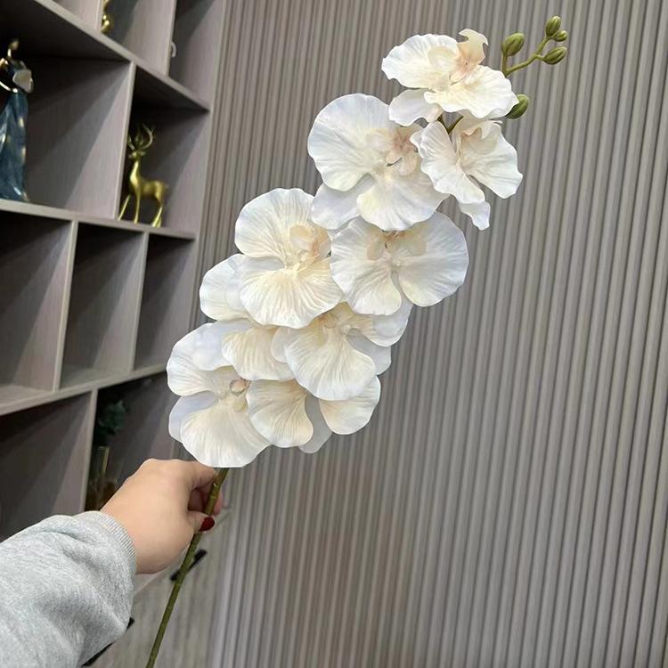 9头法式3的打印蝴蝶兰- 香槟.jpg