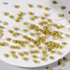 Decorações de Arte para Unhas de Rosa e Camélia Tridimensionais Esculpidas Suaves Acessórios Artesanais DIY Decoração de Unhas Flores de Resina Venda por Atacado