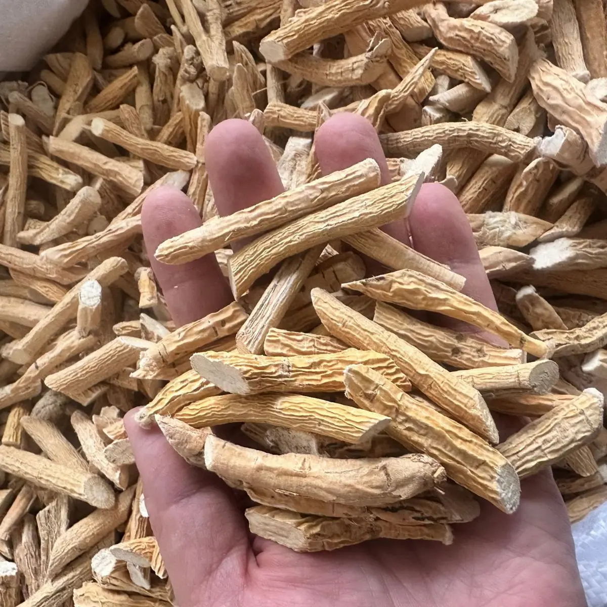牛大力