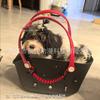 Bolsa Ligera de Eva para Mascotas Bolso Pequeño y Mediano para Perro Bolso de Verano Necesario para Vacaciones Bolso con Agujeros para Salir Bolso de Playa