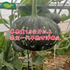 Sementes de Abóbora Pequena Sabor Castanha Doce e Pegajosa de Maturação Precoce Sementes de Abóbora Castanha Doce Japonesa Fazenda o Ano Todo
