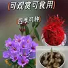 Bulbos de Flor de Crocus para Jardinería Casera, Plantas Resistentes al Frío, Bulbos de Flor, Plántulas de Azafrán, Semillas, Flores en Maceta para Interiores y Exteriores