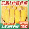 Maíz dulce de fruta instantáneo, listo para comer sin cocinar, sustituto de comida bajo en grasa, fresco envasado al vacío, dulce y tierno, 200g