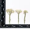 Flores Secas em Relevo, Espécimes Botânicos em Relevo para Ensino, Marcadores de Página Artesanais DIY, Colar Flores Secas, Capas de Celular, Aromaterapia com Cola