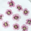 Flor de Hibisco Seca Embosada Especimen Vegetal Flor Real Pegamento Funda de Teléfono Marcapáginas Lámpara de Mesa Embosada Pegatina Decoración Facial