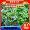 Dropshipping Plántulas de Pimienta de Ratán Hanyuan Auténticas de Sichuan Plántulas de Pimiento Verde Pimienta sin Espinas Pimiento Verde Dahongpao Comida