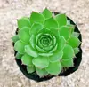 Guanyin Lian, una Planta Suculenta con Muchas Semillas y Bendiciones, Es una Planta de Interior Fácil de Cultivar en Macetas Grandes y Proclive a Explotar. Viene con una maceta y tierra