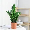 Árvore da Fortuna Planta em Vaso Grande Árvore da Fortuna Planta Verde Pequena Árvore da Fortuna Sala de Estar Escritório Flores de Interior Bonsai Cordão da Fortuna