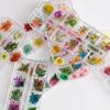 Nuevo Estilo Japonés y Coreano Arte de Uñas Flor Seca 12 Margarita Grácil Narciso Pegatina de Pollo Flor de Color Joyería para Uñas Transfronterizo