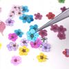 Mini Narciso Arte de Unha Flor Seca Planta Embossing Espécime Cola de Gotejamento Flor Seca Capa de Celular Material de Flor Real Bolsa diy
