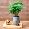 Plantas de Espárragos en Maceta Plantas Verdes de Interior para Oficina Plántulas Bonsái Bambú Nube Enano Tangshan Flor de Viento Maceta Plantas Pequeñas en Maceta